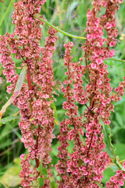 Rumex seed Close-up on red seeds on a curled dock plant Rumex crispus rumex crispus stock pictures, royalty-free photos & images
