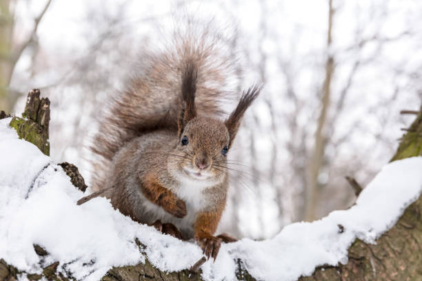 closeup view of little red squirrel sitting on tree branch covered with snow