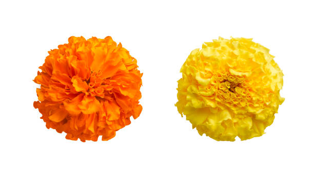 bellissimi fiori di calendula arancione e giallo isolati su sfondo bianco fiori indiani per funzioni tradizionali pongal, diwali, matrimonio, ayudha pooja - flower head close up cut flowers cut out foto e immagini stock