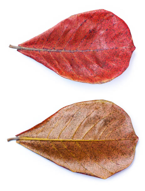 istock Dry autumn leaf front and back side isolated on white background 1287156391