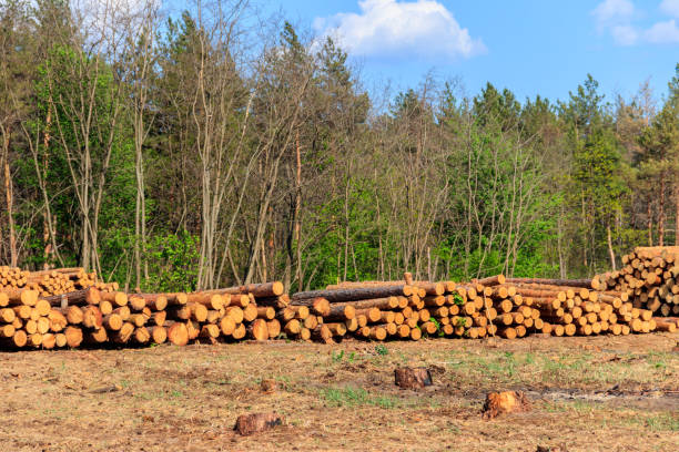 istock Stacked tree trunks felled by the logging timber industry in pine forest 1287157071
