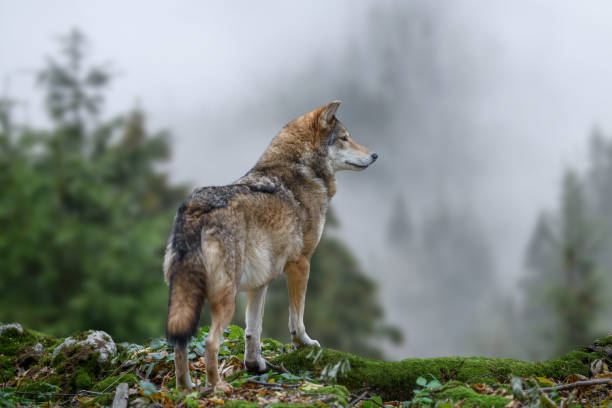 istock Timber wolf hunting in mountain 1287157215