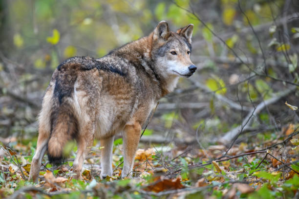 istock Close up wolf in autumn forest background 1287157302