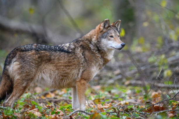 istock Close up wolf in autumn forest background 1287157303