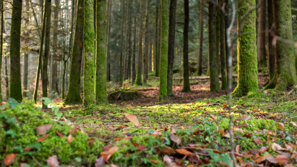 istock Autumn in the forest 1287157460