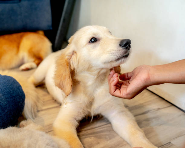Little Goldie
