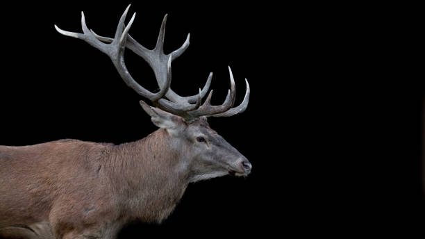 istock Majestic Red deer male on black background (Cervus elaphus) 1287162357