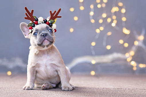 Cute French Bulldog dog puppy wearing a seasonal Christmas reindeer antler headband with autumn berries sitting in front of gray wall with chain of lights