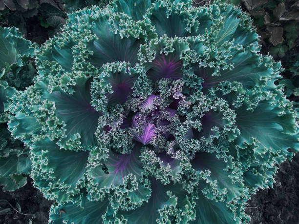 istock Abstract blue green background with decorative cabbage Brassica oleracea var. acephala. 2021 Color Trends Tidewater Green 1287163471