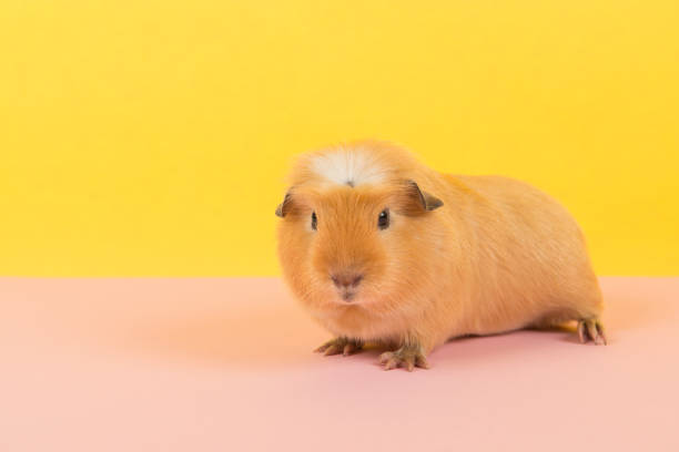 istock Crested guinea pig on a pink and yellow background 1287164628