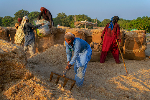 Workers are working in the sun in a bush of wheat. These images were taken in a village in Sindh Pakistan