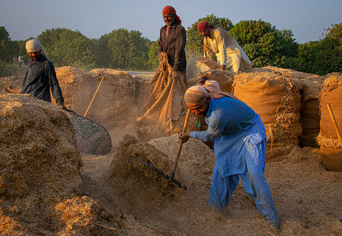 Workers are working in the sun in a bush of wheat. These images were taken in a village in Sindh Pakistan