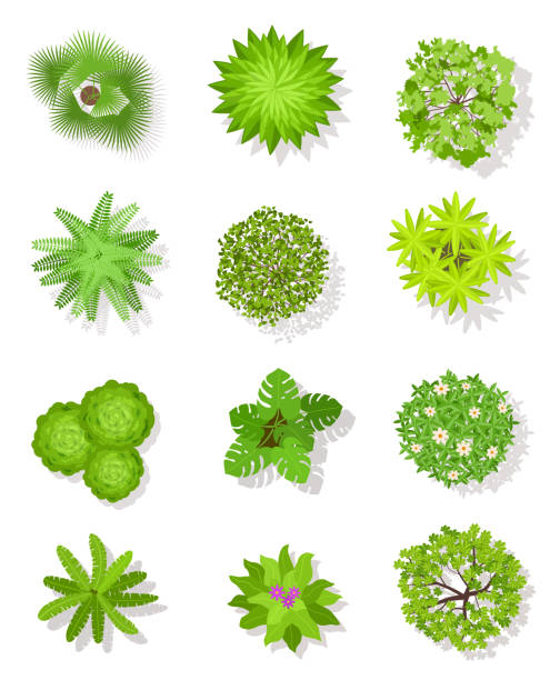 istock Top view tree. Green trees with leaves and bushes for landscape architectural plan. Aerial viewing garden planting vector isolated set 1287165533