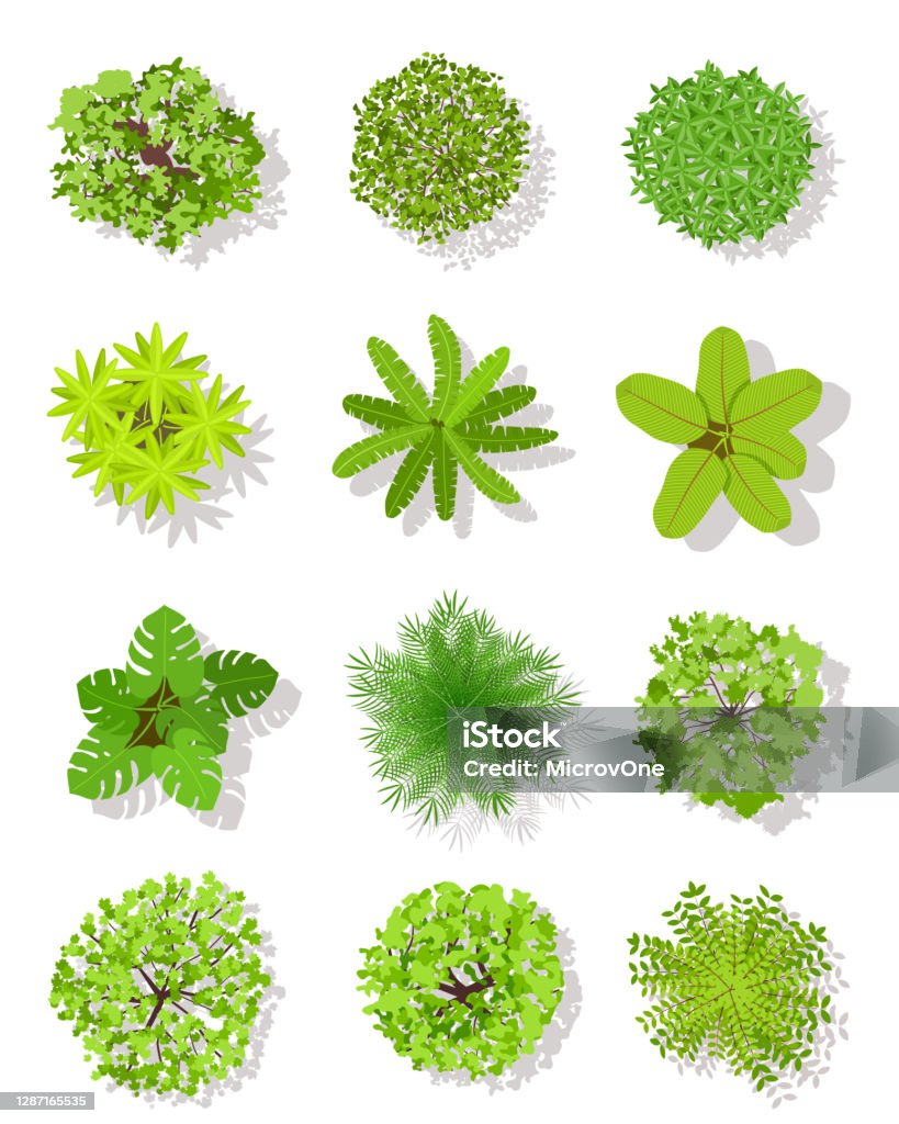 Top view tree. Landscape plan trees with leaves and bushes. Garden planting vector isolated design elements Top view tree. Landscape plan trees with leaves and bushes. Garden planting vector isolated on white design elements Tree stock vector