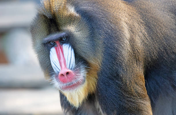 Colorful mandrill baboon, selective focus on eyes Colorful mandrill baboon, selective focus on eyes mandrill photos stock pictures, royalty-free photos & images