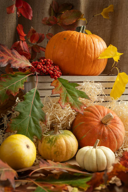 オレンジカボチャ、ローワンベリー、紅葉の組成。ハロウィーンの休日。 - squash pumpkin orange japanese fall foliage ストックフォトと画像