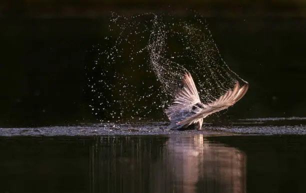 Whiskered tern landing on a pond in nature.