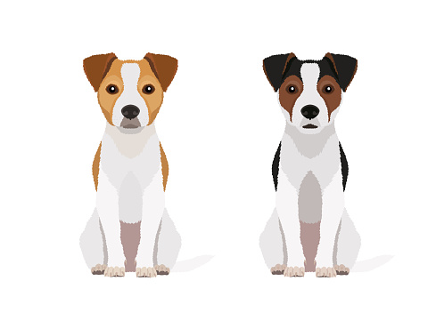 Vector portraits of two sitting jack russell terriers in different colors isolated on white background