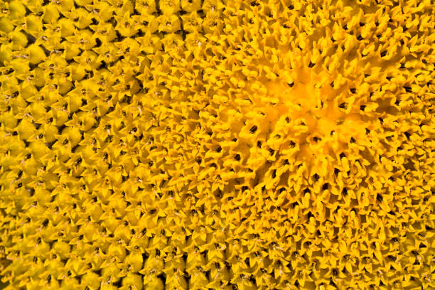 istock bright details of sunflower 1287169217