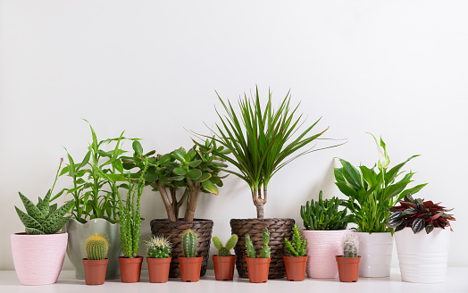 Various house plants. Collection of  succulents and various types of cactus in a pots against white wall.