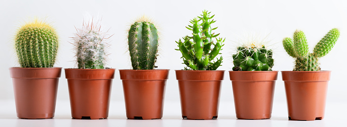 collection of various cactus plants in a pots against white wall