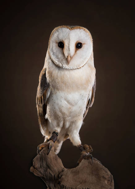 istock Barn owl looking at camera sitting on a tree trunk on a dark brown background 1287169715