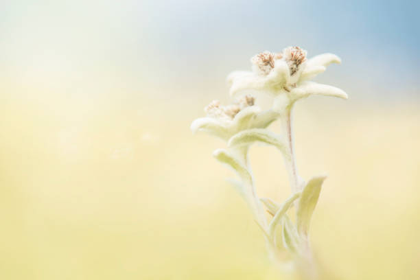 istock Two blooming edelweiss flowers in a field 1287169721