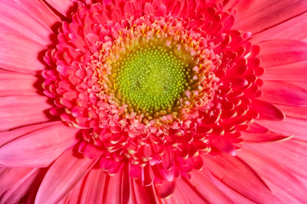 istock Beautiful gerbera flower background for decoration design. Flower background. 1287170583