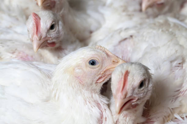 istock chicks of white broiler chicken 1287170961