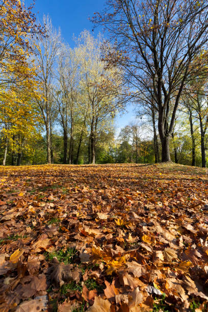 istock deciduous oak trees in the forest or in the Park 1287170991