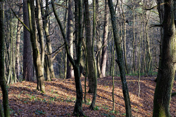 istock deciduous trees in the autumn season 1287173441