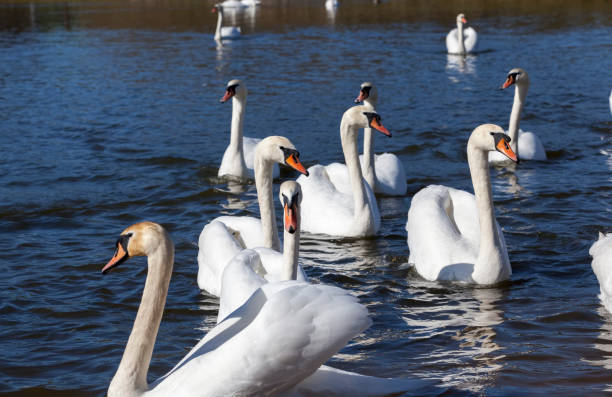 floating on the water a group of white Swan