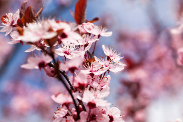 istock small beautiful blooming red cherry flowers 1287173500