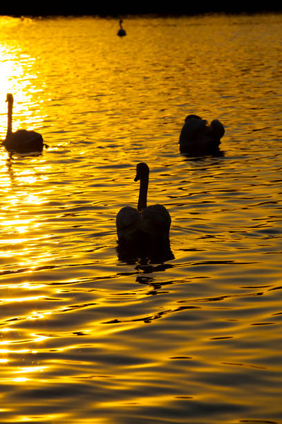 istock white Swan floating on the lake 1287173700