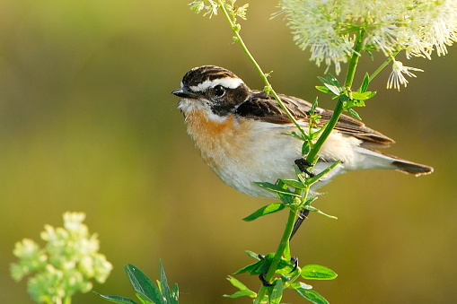 Whinchat in a meadow