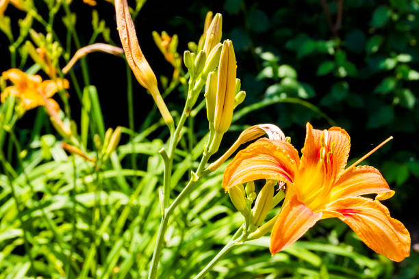 istock Bud of flowering orange lily 1287174265