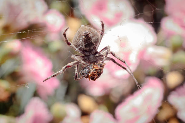 tejedor de orbes knobble comiendo una abeja en un jardín - white animal eye arachnid australia fotografías e imágenes de stock