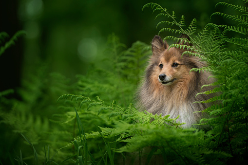 Shetland sheepdog dog in a forest between green fern leafs