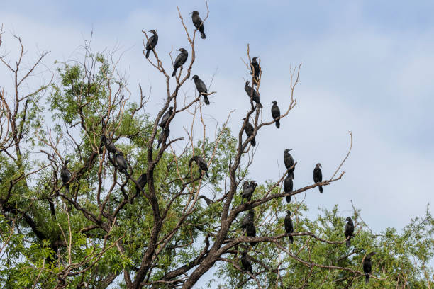 istock Little Black Cormorants in a tree 1287175118
