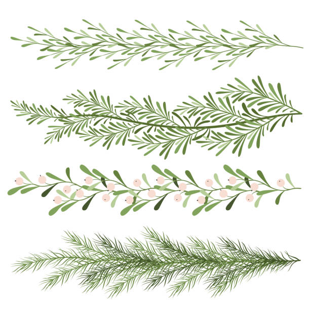 ilustraciones, imágenes clip art, dibujos animados e iconos de stock de conjunto de plantas navideñas. ramitas de muérdago, ramas de coníferas. largo paisaje. ilustración de año nuevo - pine tree evergreen tree backgrounds needle