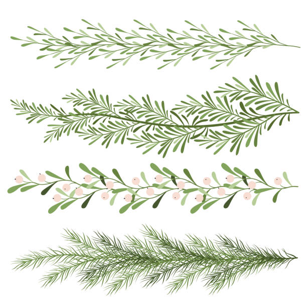 Set of christmas plants. Sprigs of mistletoe, coniferous branches. Long scenery. New year illustration Set of christmas plants. Sprigs of mistletoe, coniferous branches. Long scenery. New year illustration on a white background twig stock illustrations