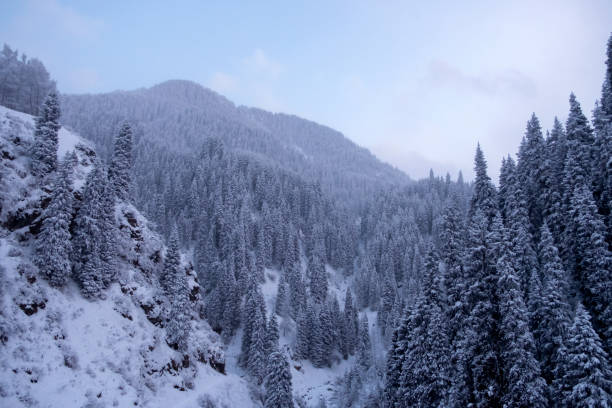 Foggy view of mountain, trees full of snow.
