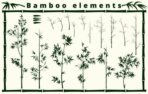 bildbanksillustrationer, clip art samt tecknat material och ikoner med bambu element samling på vit bakgrund, vektor illustration - gren plantdel illustrationer