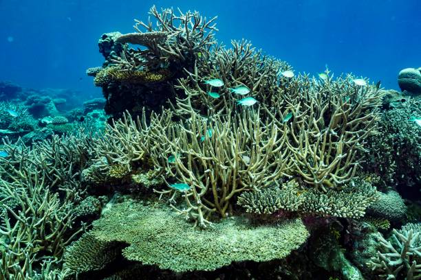istock Coral reef in the Mayotte lagoon 1287178111