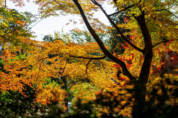 istock autumn leaves on a tree, kyushu, japan 1287178478