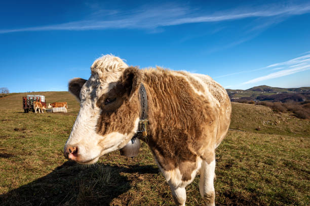 istock Curious Dairy Cow Looking at Camera - Lessinia Plateau Italy 1287178479