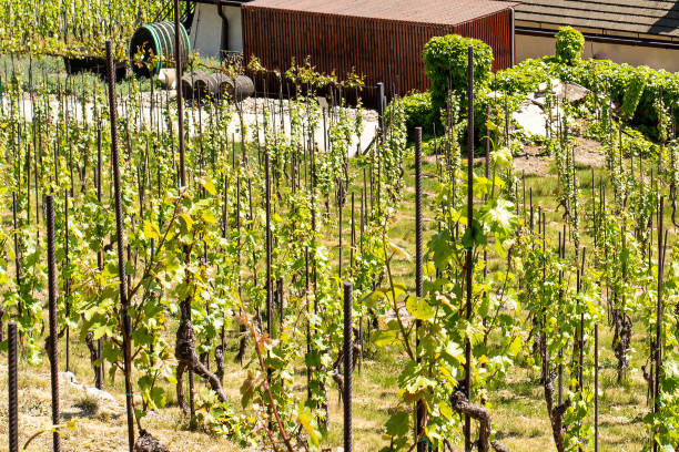 istock Beauty of winemaking 1287179512