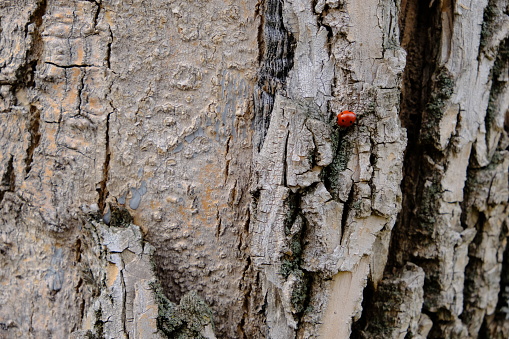 Red lady-bug on Spring background. tree bark. Wood natural structure.