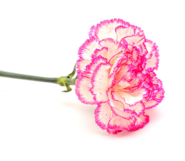 istock pretty white carnation with pink edges isolated on white background 1287180105
