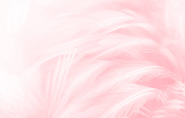 istock Close-up, Soft pink feathers vintage texture background. 1287182375